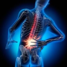 The Back Bone is Connected to the Thigh Bone, , large image number 1